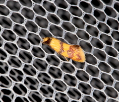 Psaroxantha calligenes