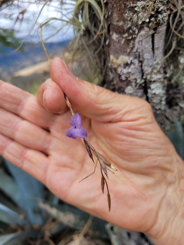 Tillandsia caerulea, photograph 5