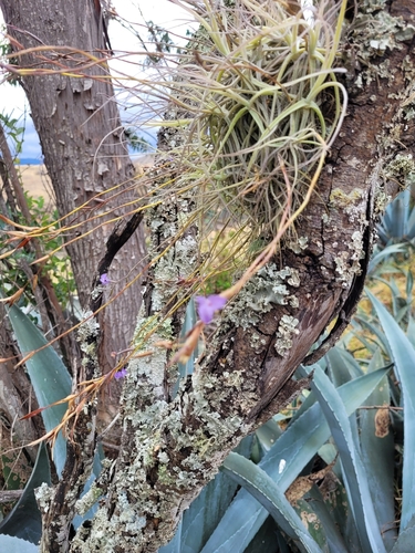 Tillandsia caerulea, photograph 6