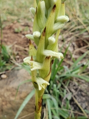 Dichromanthus michuacanus
