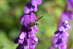 Ancistrocerus bustamente