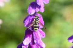 Ancistrocerus bustamente