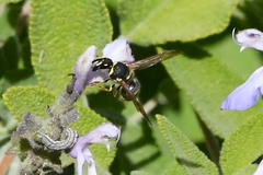 Ancistrocerus bustamente