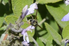Ancistrocerus bustamente