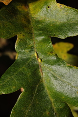 Pseudoneuroterus saliens