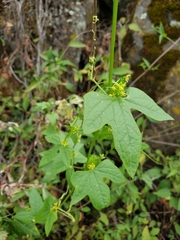 Cyclanthera