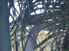 Ptiloris paradiseus