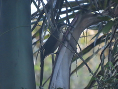 Ptiloris paradiseus
