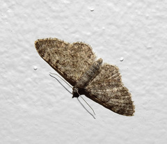 Eupithecia semigraphata