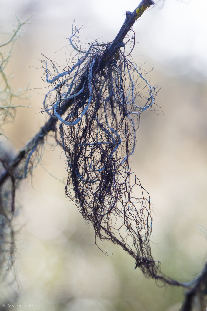 Sulcaria spiralifera