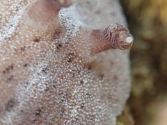 Alloiodoris lanuginata image