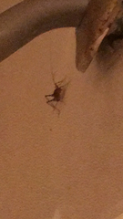 Tachycines asynamorus