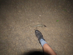 Cyclodomorphus gerrardii