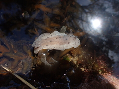 Alloiodoris lanuginata