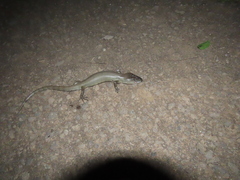 Cyclodomorphus gerrardii