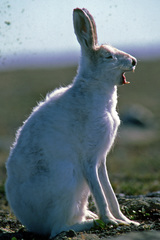 Lepus arcticus