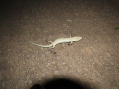 Cyclodomorphus gerrardii