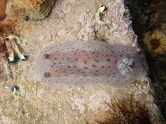 Alloiodoris lanuginata