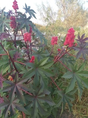 Ricinus communis