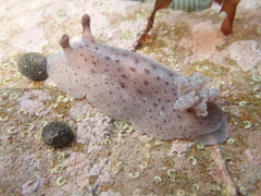 Alloiodoris lanuginata
