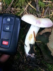 Lactarius pallescens