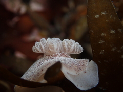 Alloiodoris lanuginata