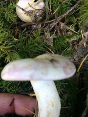 Lactarius pallescens