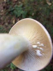 Lactarius pallescens