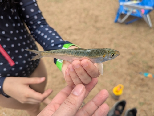 Herklotsichthys quadrimaculatus, 2025-08-16