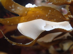 Alloiodoris lanuginata