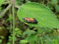 Oncometopia rufipennis