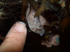 Alloiodoris lanuginata