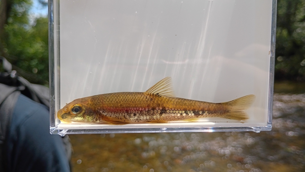 Kanawha Minnow