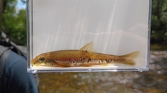 Kanawha Minnow photo 1
