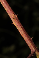 Rubus rufescens