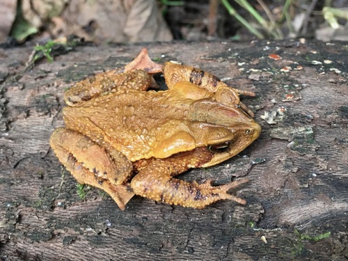 Large-crested Toad