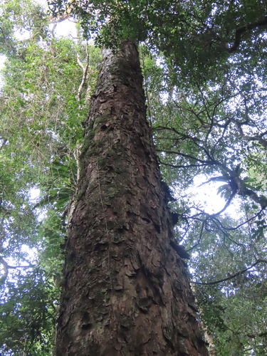 Toona ciliata