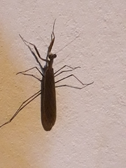Musoniella