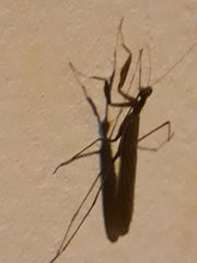 Musoniella