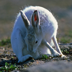 Lepus arcticus