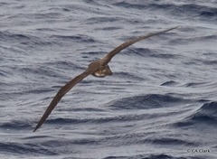 Pterodroma sandwichensis