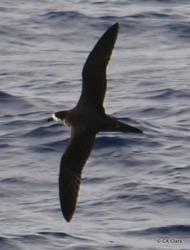 Pterodroma phaeopygia observed 2019-10-19
