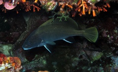 Sciaena umbra