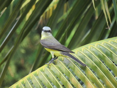 Tyrannus albogularis