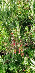 Rhagodia candolleana