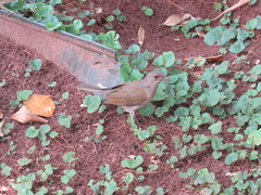 Turdus leucomelas