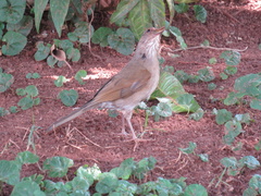 Turdus leucomelas