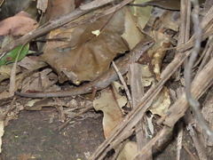 Saproscincus spectabilis