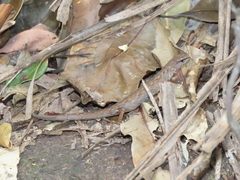 Saproscincus spectabilis