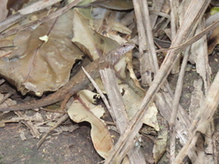 Saproscincus spectabilis